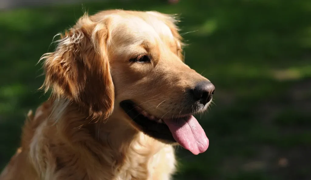 Animali straordinari che hanno lasciato un'impronta indelebile nella storia