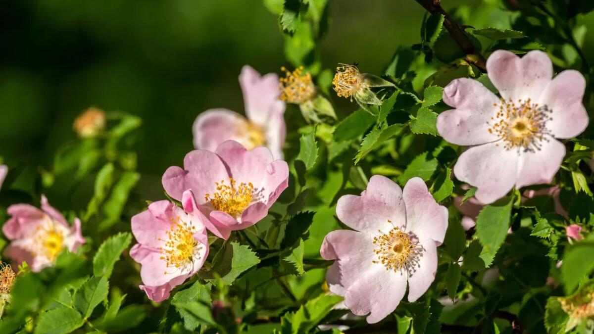 Le rose canine e il mistero dei cromosomi: svelato il segreto della loro riproduzione unica - 