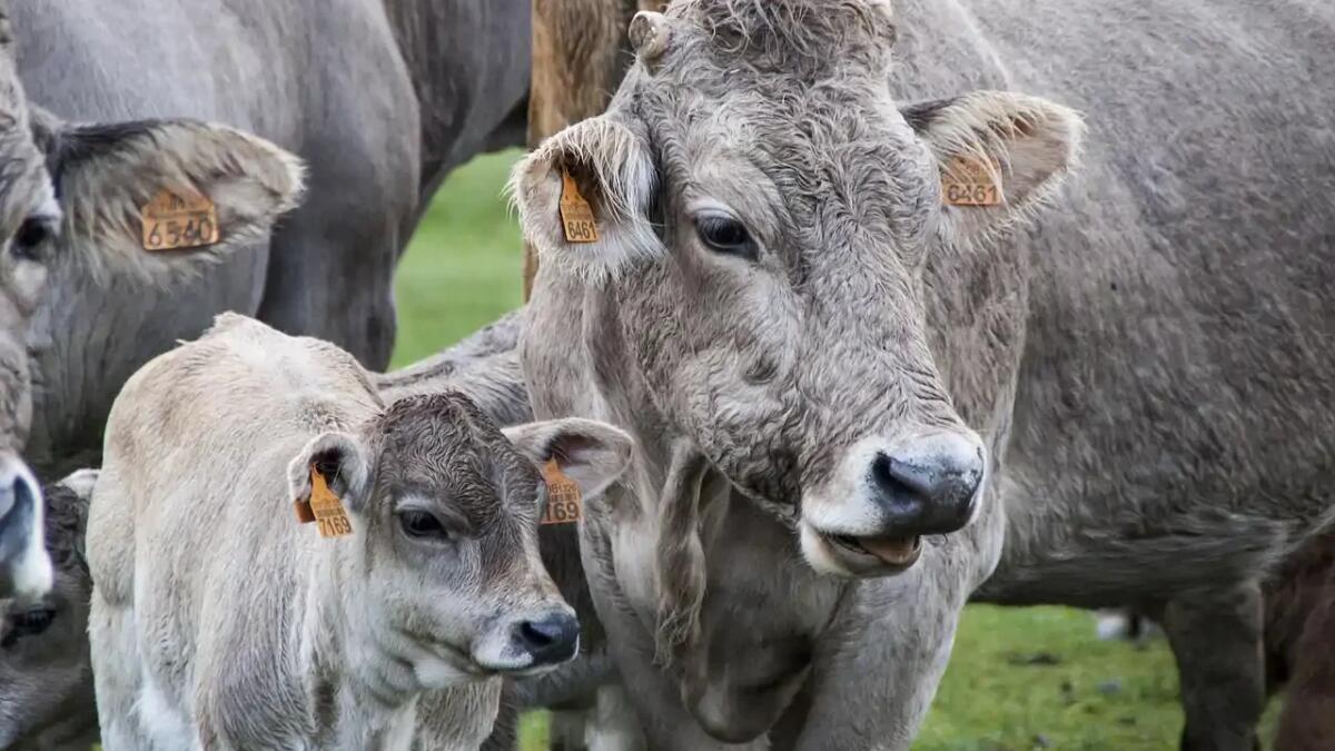 Potremmo pagare per chiudere i macelli come abbiamo fatto con le centrali a carbone? - 