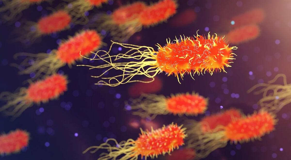 Questi tipi di materiali possono proteggerci dalle infezioni batteriche - 