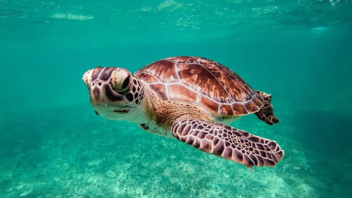 Come i pescatori peruviani stanno salvando le tartarughe marine dalle catture accidentali - 
