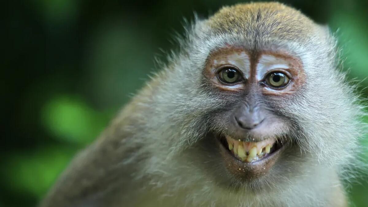 Questi animali dall'apparenza innoqua possono dimostrarsi davvero pericolosi - 