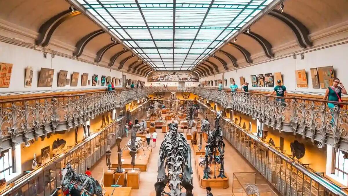Questo raro fossile di Ceratosaurus potrebbe raggiungere cifre da capogiro all’asta - 