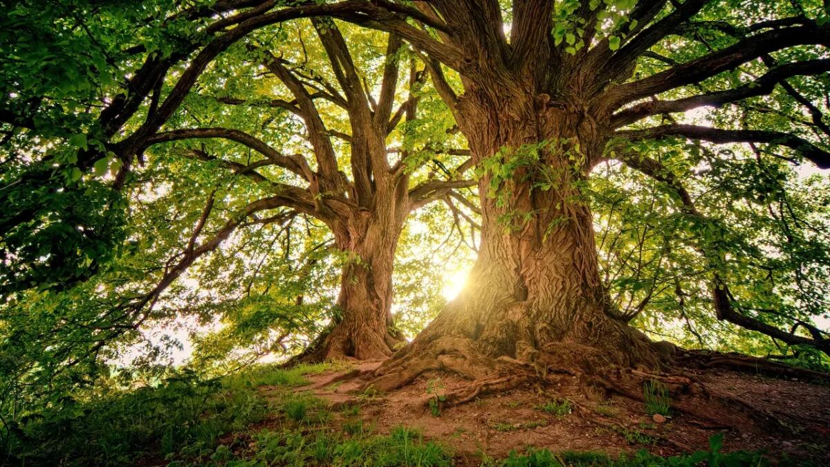 Perché piantare alberi non basta a compensare il carbonio dei combustibili fossili - Gli alberi comunicano (Canva foto) - Immagine a scopo illustrativo - www.qrios.it