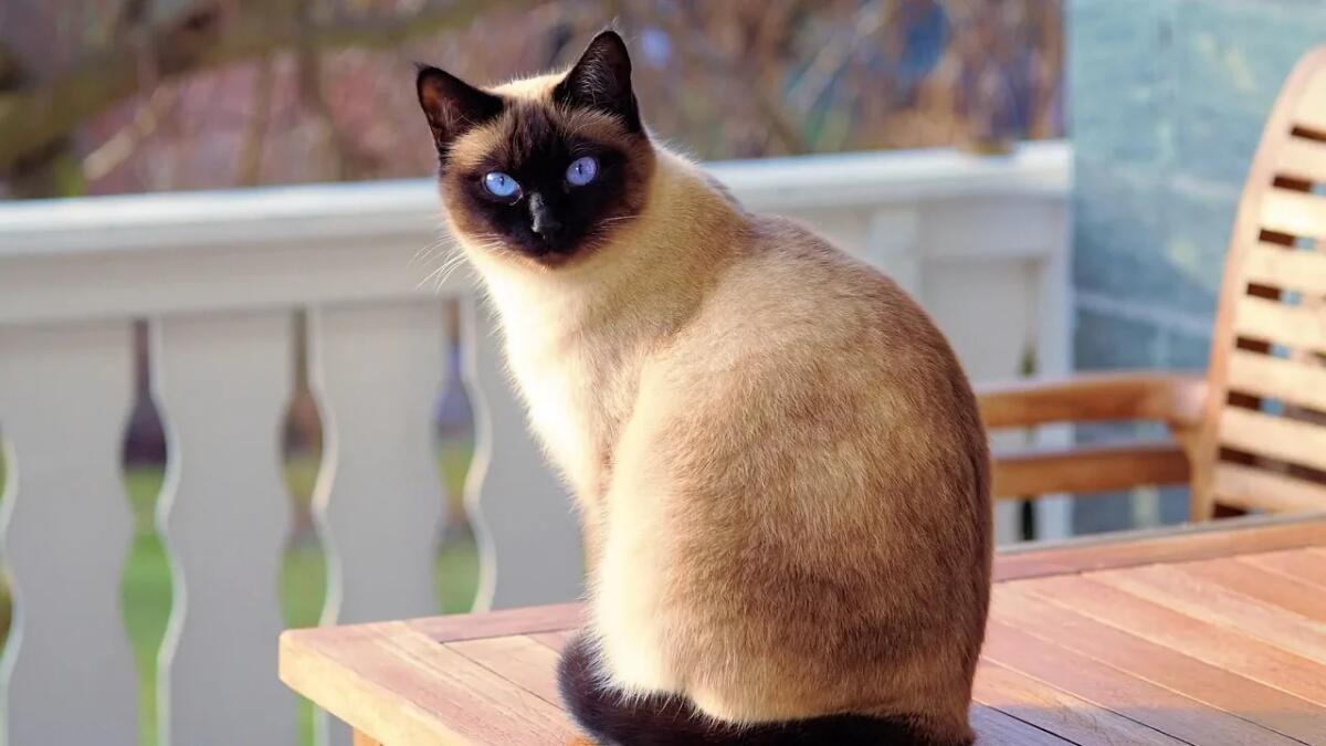 L'eucalipto è tossico per i gatti? - 