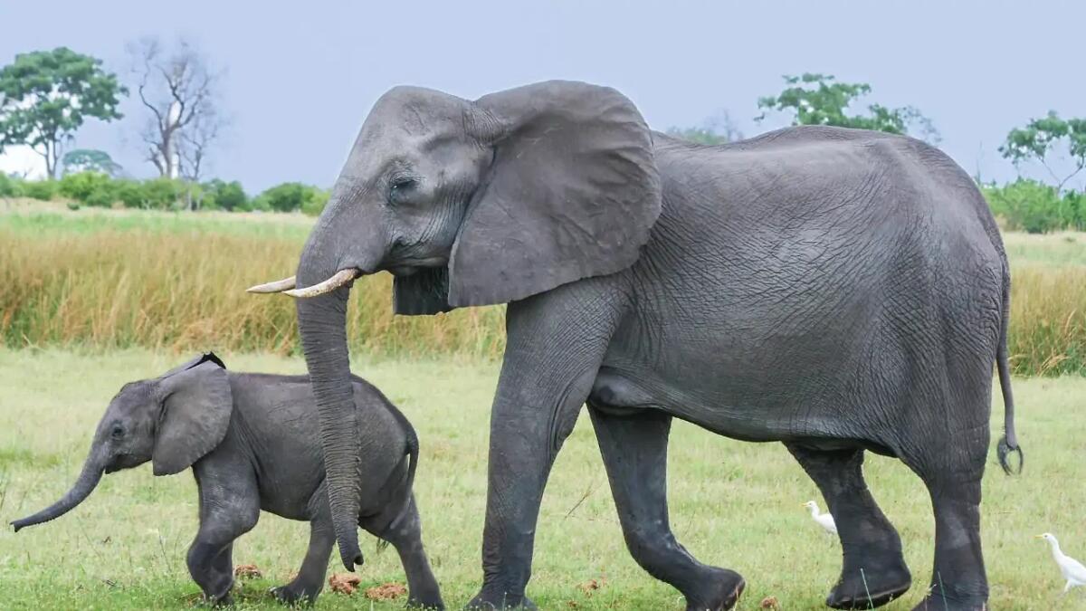 Il Bangladesh si prepara a dichiarare le aree nordorientali come habitat protetti per gli elefanti - 
