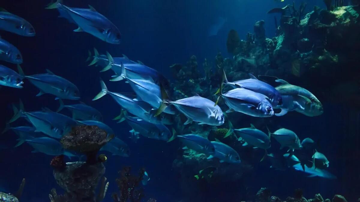 I microbi nel mare rivelano la salute delle barriere coralline - 