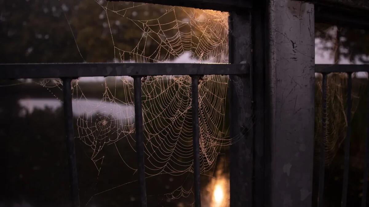 Perché non dovresti uccidere i ragni in casa tua, secondo un entomologo - 