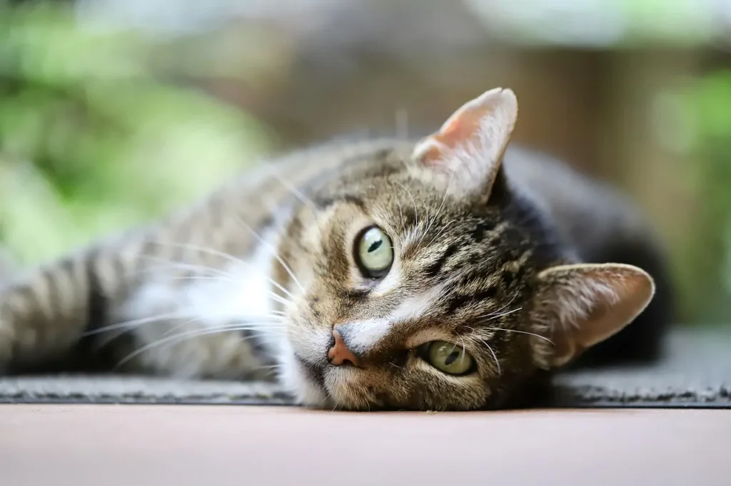 Il tuo gatto sta cercando di dirti qualcosa? Questi strumenti AI decifrano i miagolii