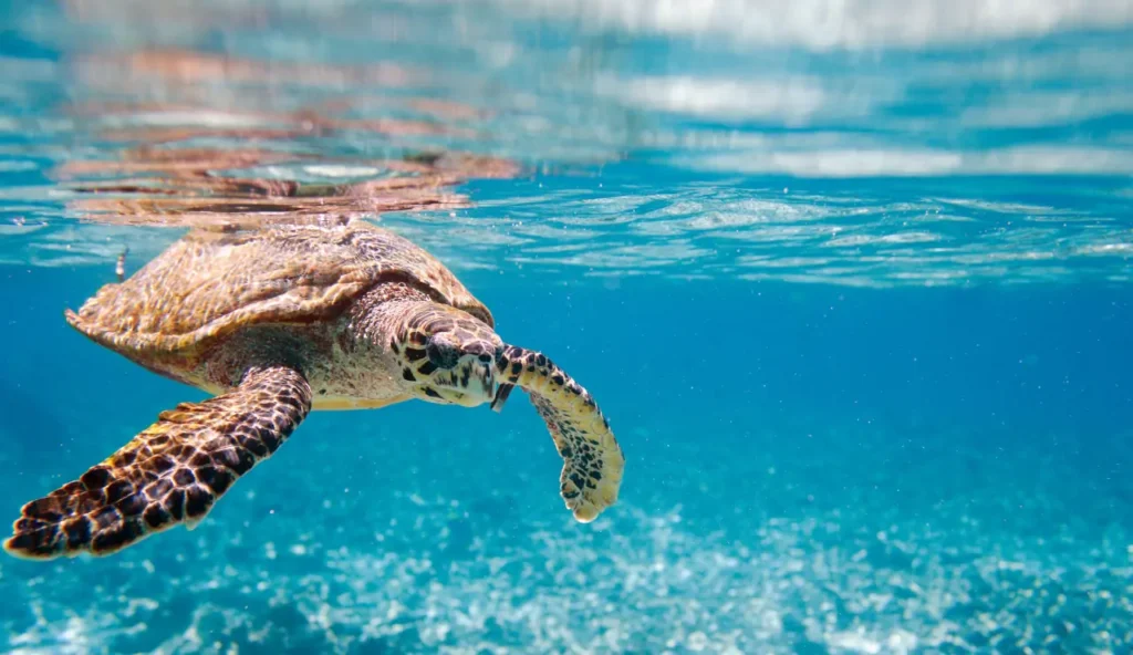 Come i pescatori peruviani stanno salvando le tartarughe marine dalle catture accidentali