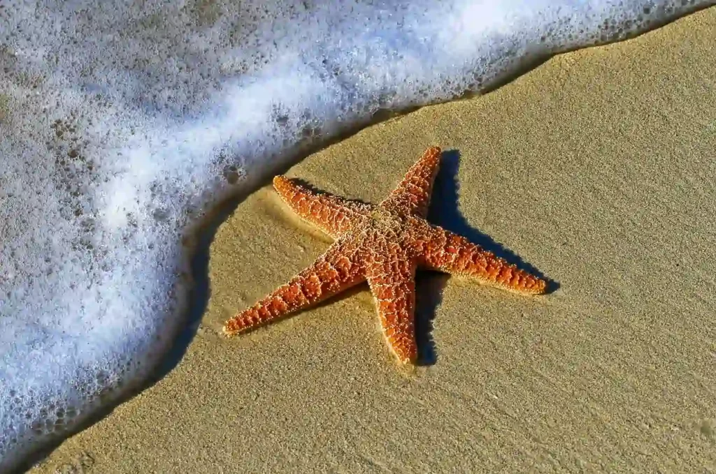 Cosa sta succedendo alle specie nel mare di Wadden?