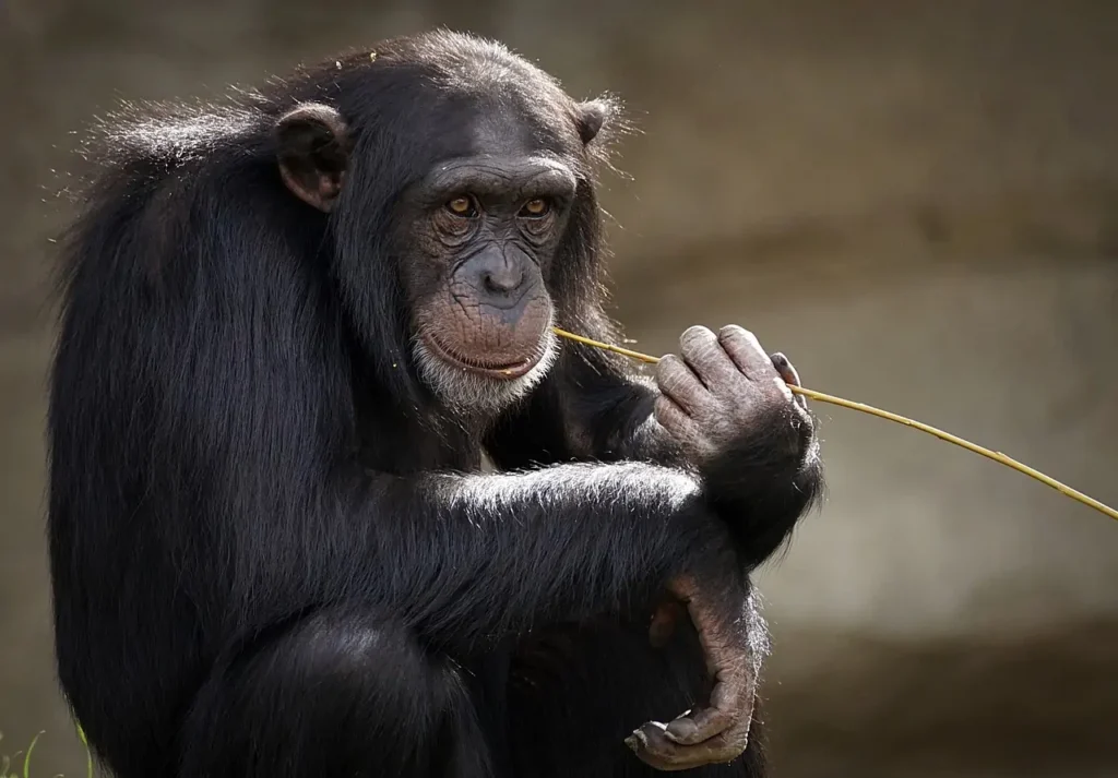 Come l'insegnamento dell'evoluzione nelle aule è cambiato negli ultimi 100 anni