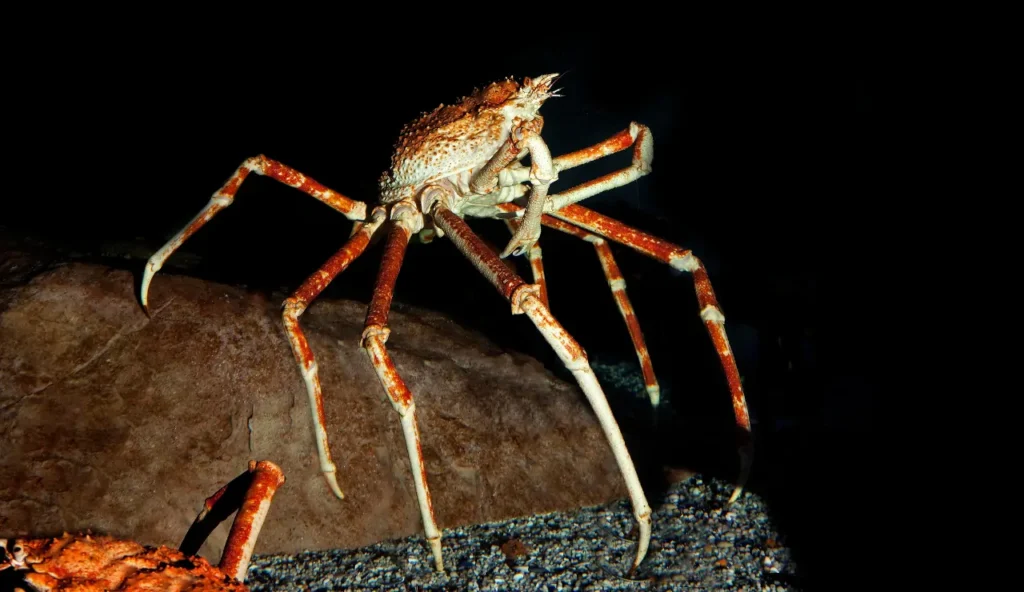 Le strategie dei ragni di mare per sopravvivere grazie ai batteri