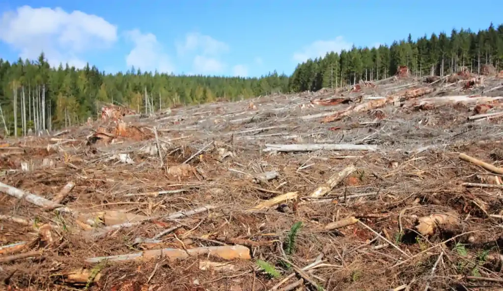 Come la deforestazione gonfia i prezzi del caffè e quali sono le soluzioni possibili
