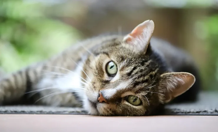 L'eucalipto è tossico per i gatti?