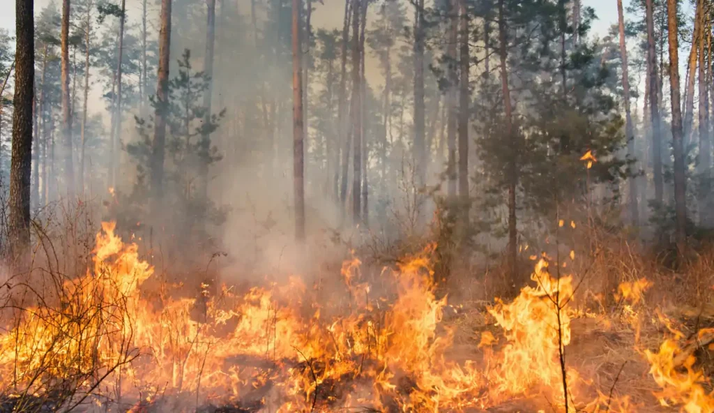 Il fumo degli incendi canadesi sono diventati un problema