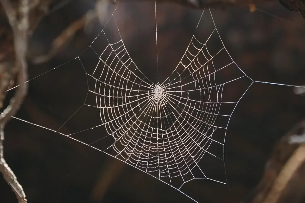 Perché non dovresti uccidere i ragni in casa tua, secondo un entomologo