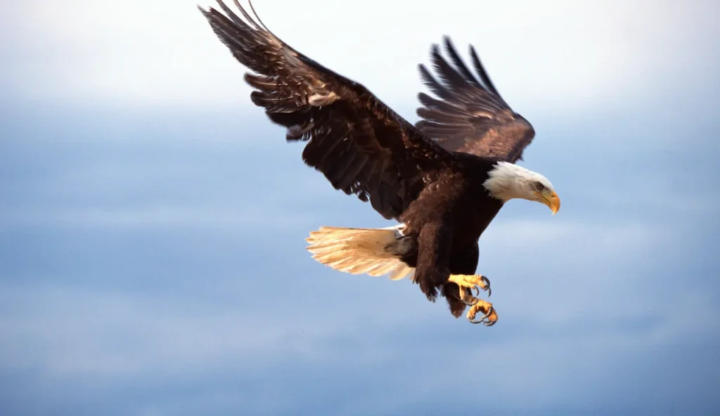 Riesci a distinguere un falco pescatore da un'aquila?