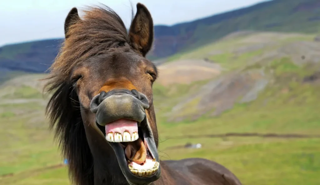 Questi animali dall'apparenza innoqua possono dimostrarsi davvero pericolosi