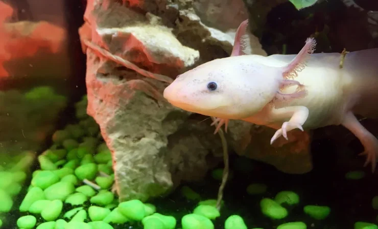 Come il muco dell'axolotl può rivoluzionare la lotta contro batteri resistenti e cancro