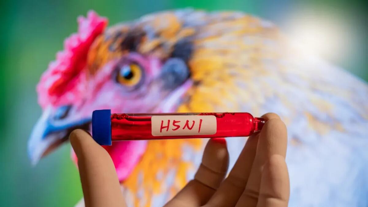Virus H5N1, tra vaccini e rischio pandemia: l’allarme degli esperti - 