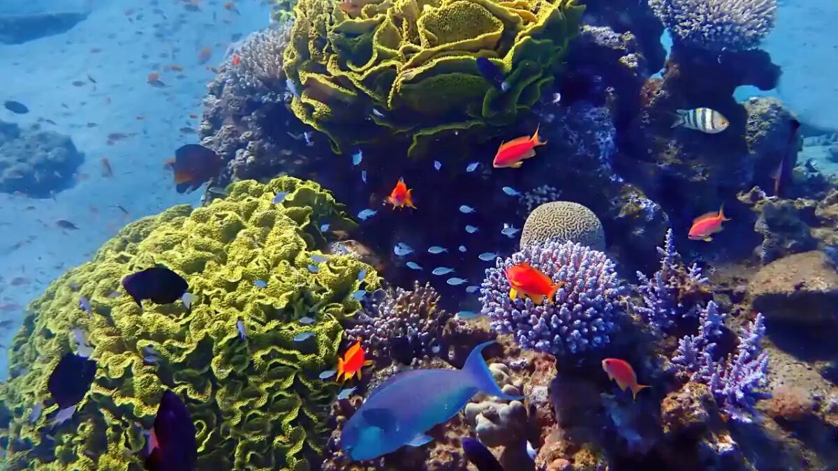 Conservazione marina in Indonesia: il modello vincente di Mark Erdmann per salvare la biodiversità - 