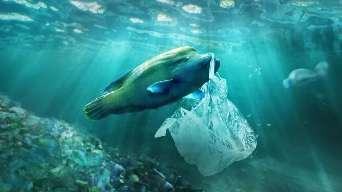 La minaccia nascosta: inquinamento da plastica e olio dopo il naufragio in India - 