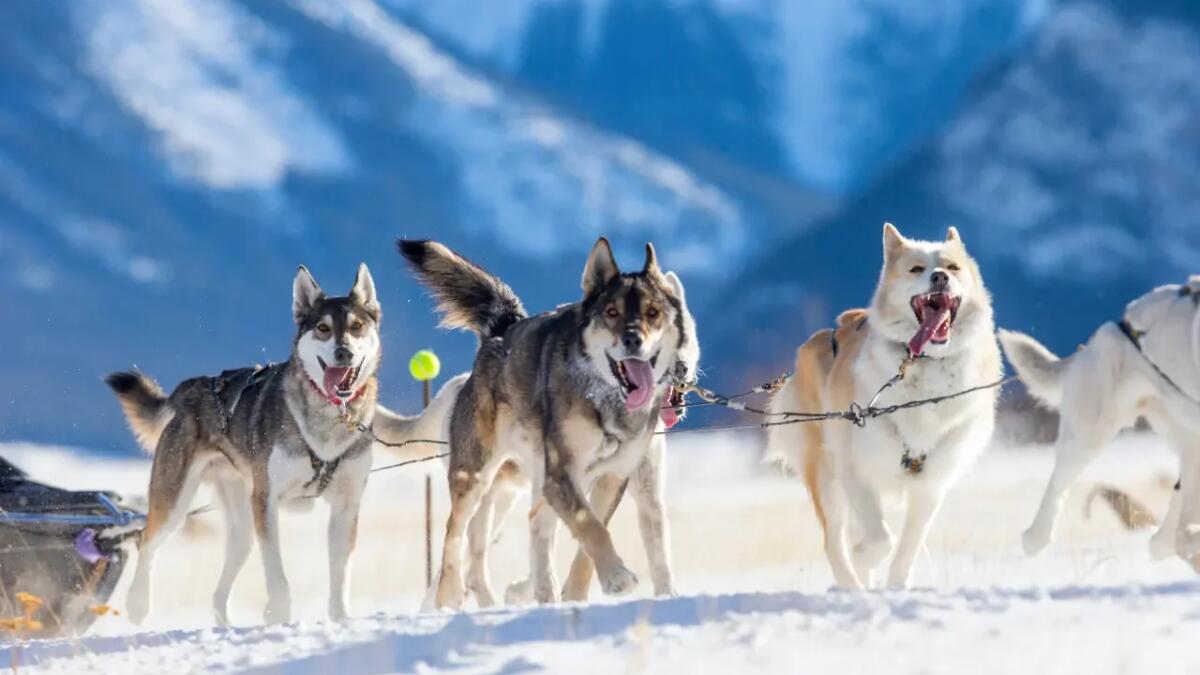 Il dna dei cani da slitta della Groenlandia svela segreti antichi dell'Artico - 