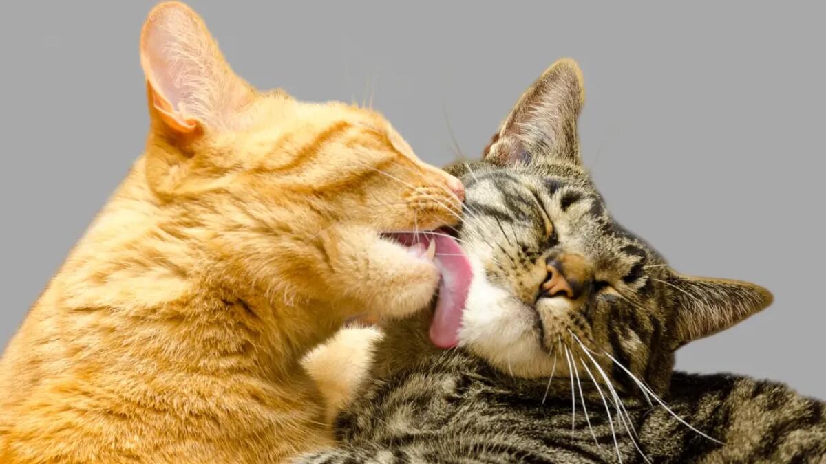 Gli anni dei gatti spiegati: come si calcola l’età felina in anni umani - 