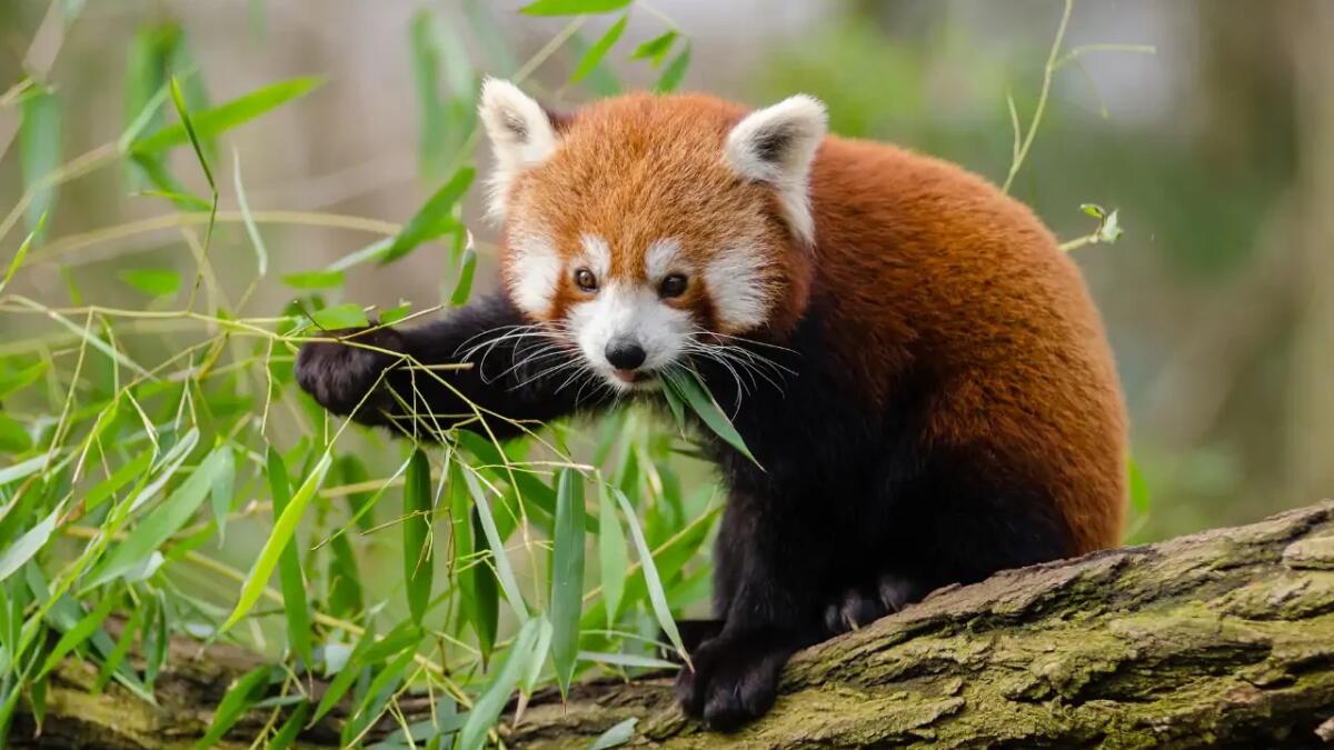 Scanner all'avanguardia per il rilevamento delle specie in natura - 