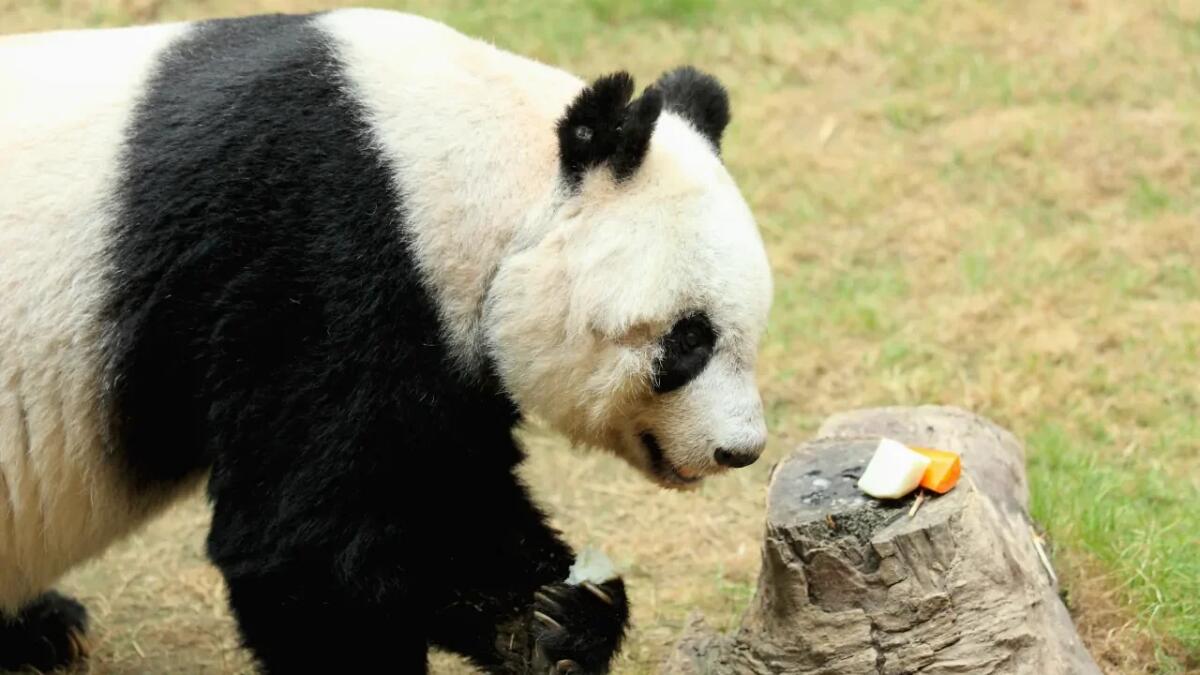 Dal controllo alla collaborazione: il nuovo modello del WWF dopo le denunce del 2019 - 