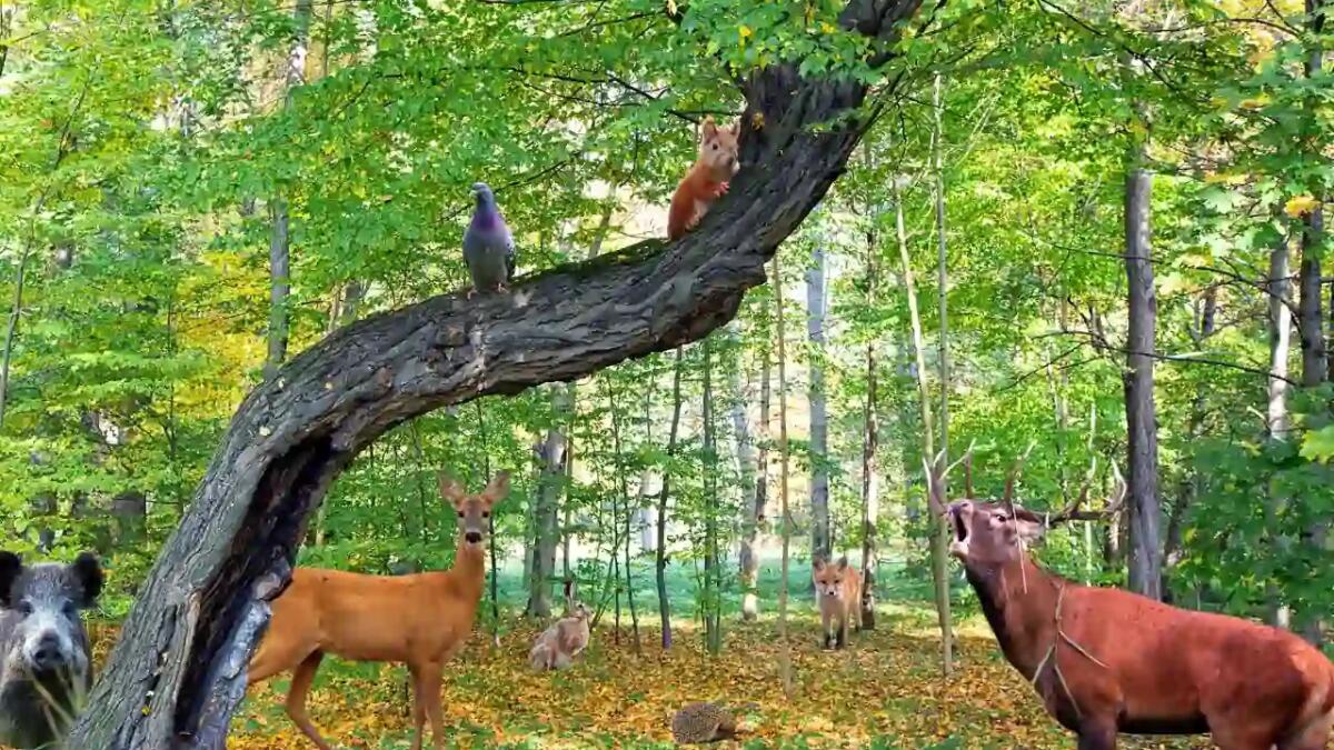 Animali selvatici: il segreto per quadruplicare lo stoccaggio di carbonio nelle foreste - 