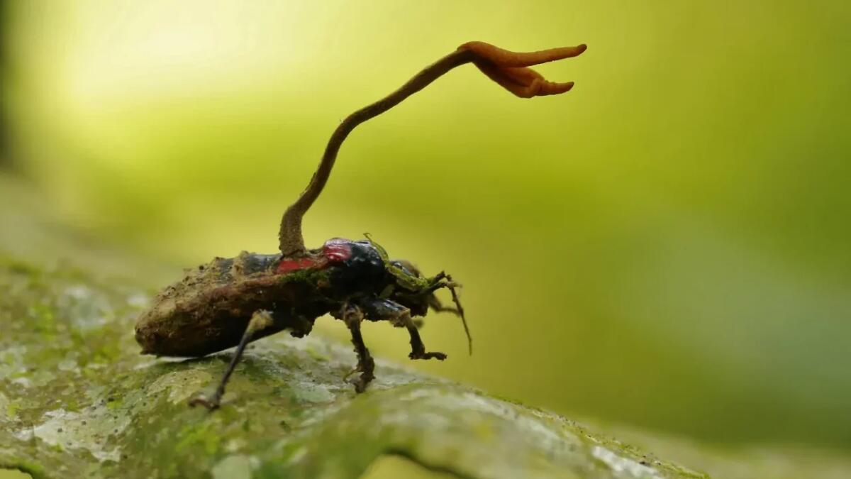 Zombie nel mondo degli insetti: il sorprendente meccanismo del fungo Cordyceps - 