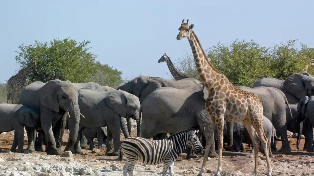 Peter Knights lancia Wild Africa: nuova strategia per salvare la fauna selvatica - 
