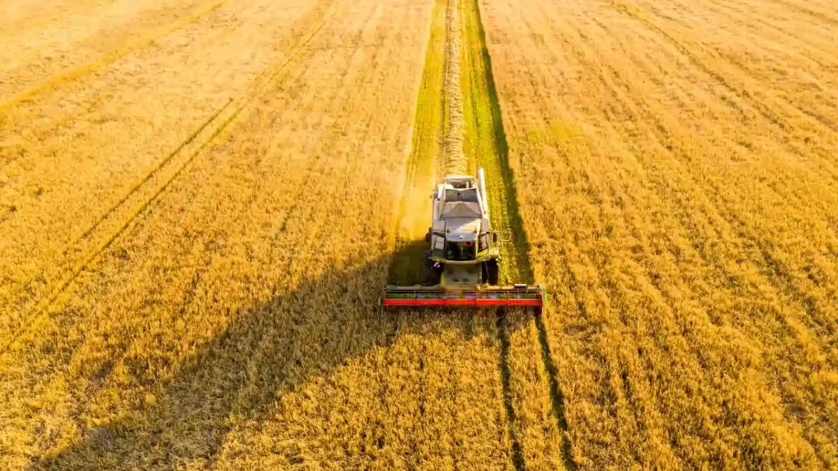 Come la calce agricola negli Stati Uniti può diventare un potente assorbitore di CO₂ - 