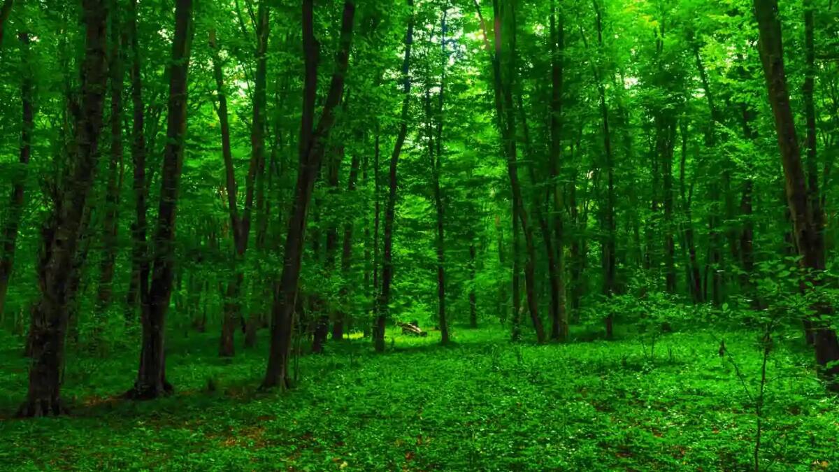 Il movimento nascosto delle foreste: un ecosistema che "cammina" con il clima - 