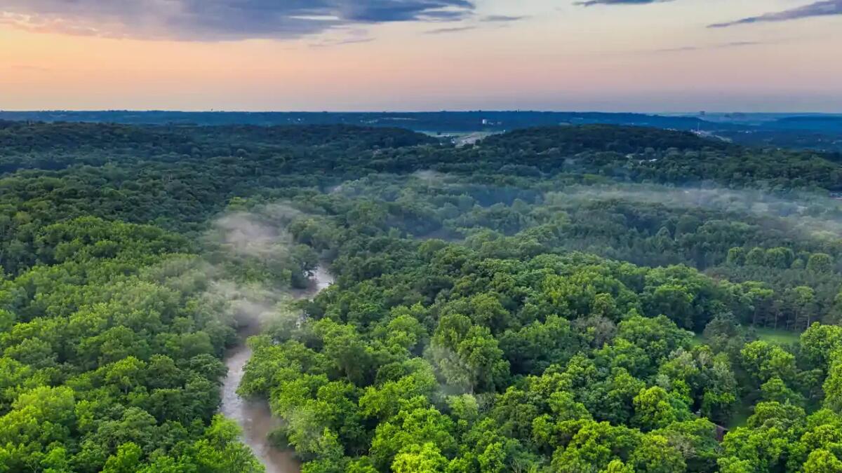 La crisi silenziosa delle foreste pluviali del mondo - 