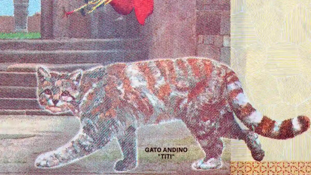 Come il cambiamento climatico minaccia l'elusivo gatto delle Ande - 