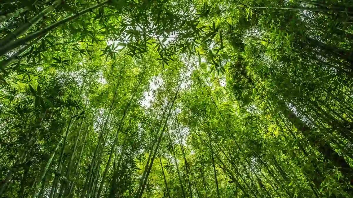 Foreste tropicali al collasso: il 2024 segna un anno nero per il polmone verde della Terra - 