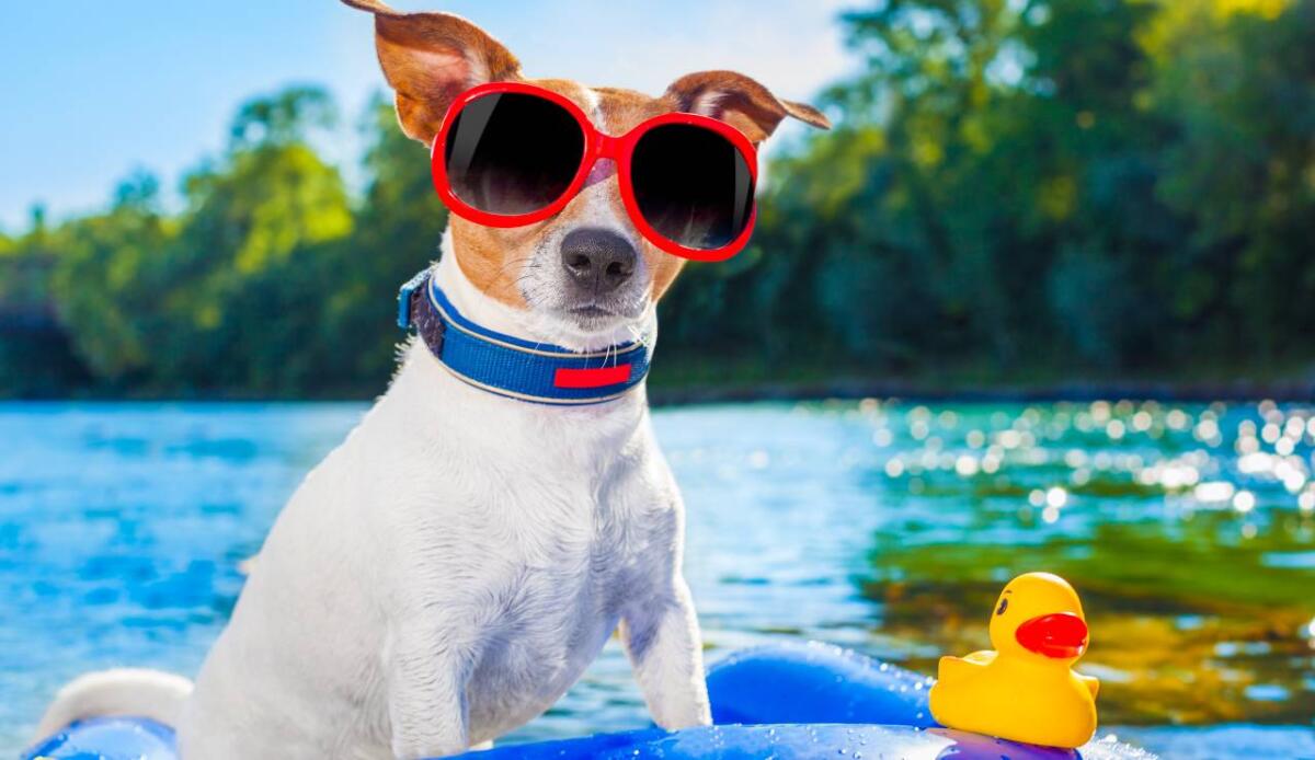 Animali domestici e alte temperature: strategie per evitare colpi di calore - 