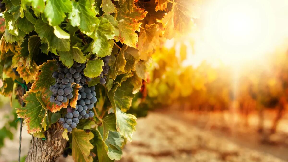 Vigne e pesticidi: come le sostanze chimiche minacciano ecosistemi e fertilità del suolo - 