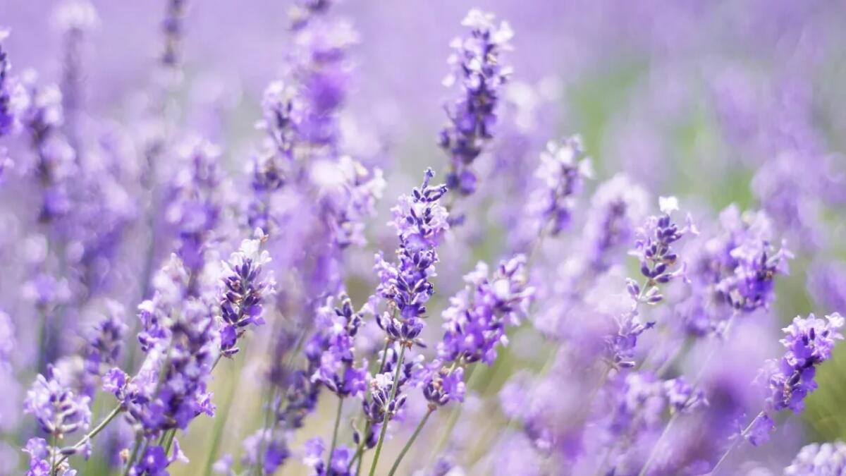 Lavanda vs salvia russa: quale pianta profuma e colora meglio il tuo spazio verde? - 