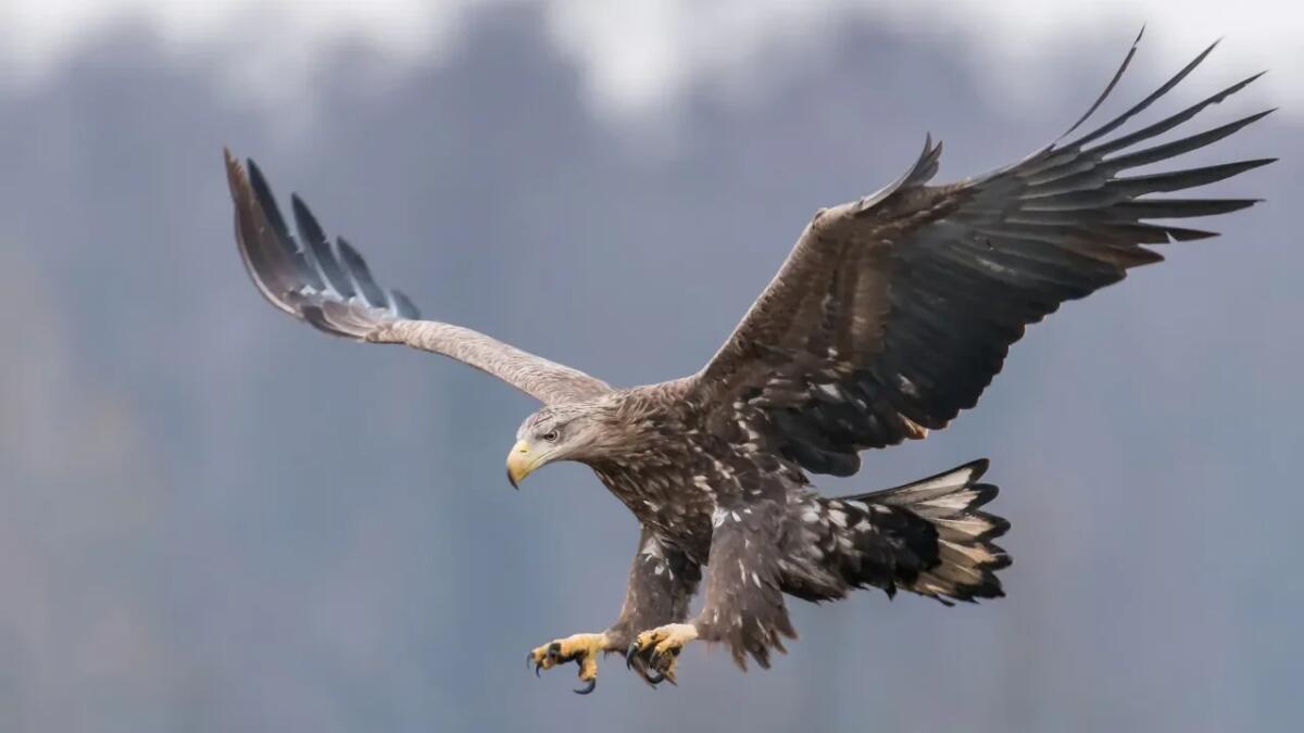 Apparentemente simili, ma in realtà diversi: scopri le differenze tra il falco pescatore e l'aquila. - 