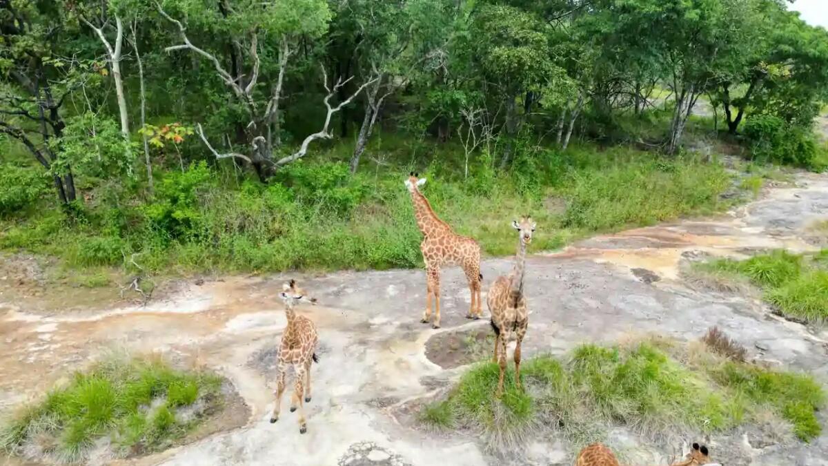 Come Roberto Zolho ha trasformato la fauna del Mozambico dopo la guerra civile - 