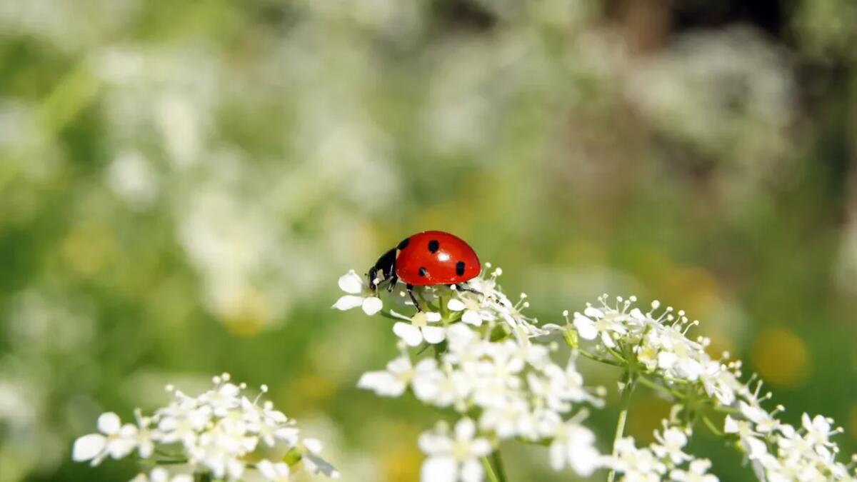 Ecco perché ti servono assolutamente questi 7 insetti nel tuo giardino - 