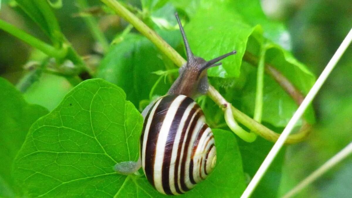 Perché anche gli invertebrati esotici hanno bisogno di protezioni nel commercio - 