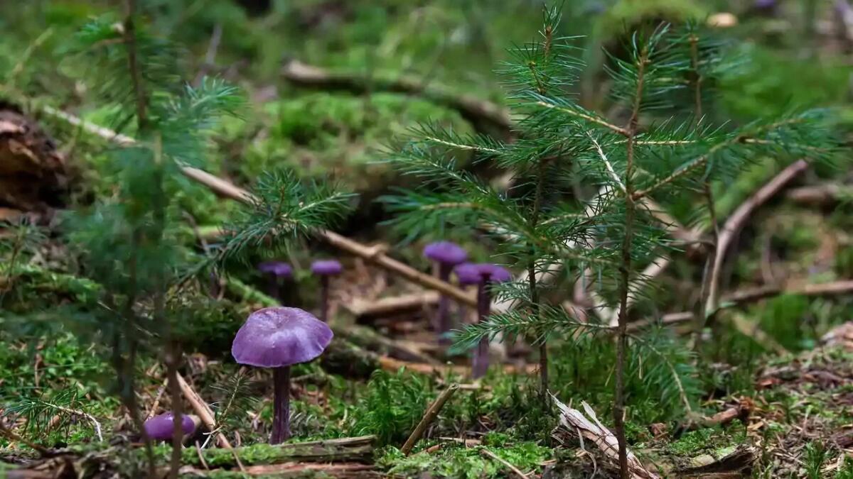 Perché dovresti temere più i funghi e le zecche che gli squali - 