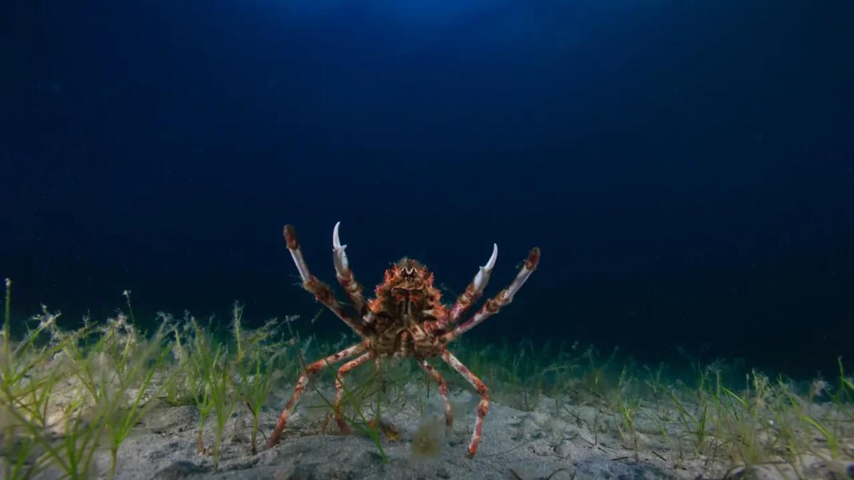 Svolta dal ragno di mare: coltivano batteri mangia-metano - 