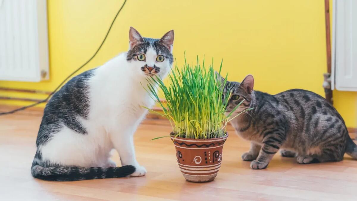 La verità su come il cervello del tuo gatto gestisce l'erba gatta - 