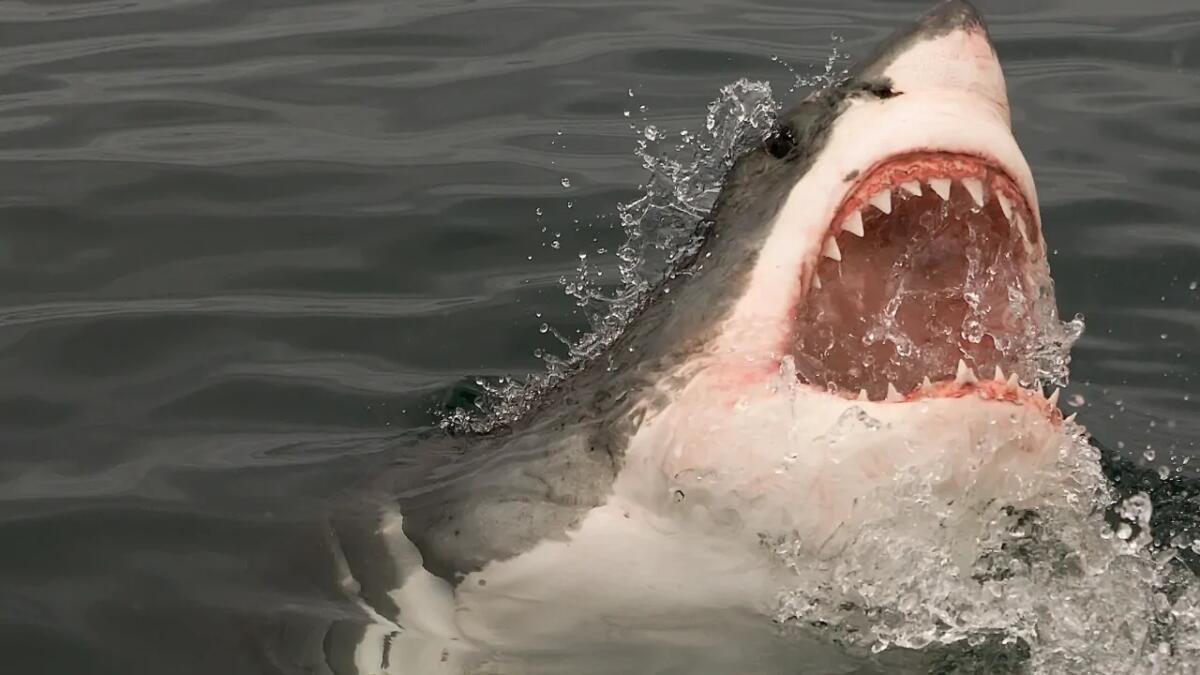 Perché i sequel di Jaws sono così controversi (e affascinanti) - 